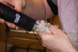 CANICHE - TOILETTAGE 015